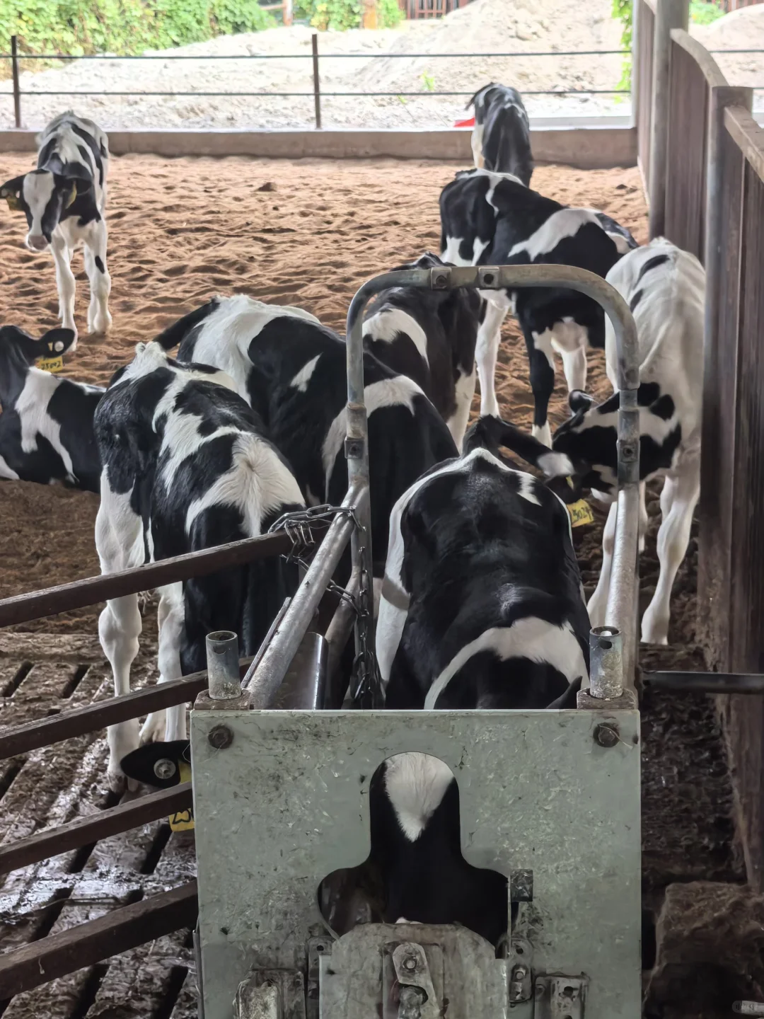 牛马也是喂上?了