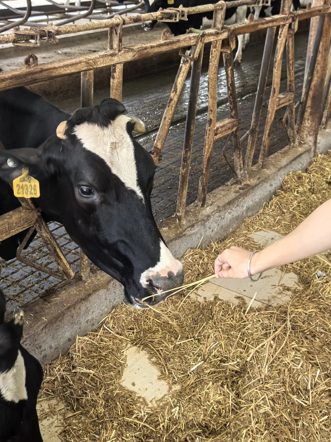 牛马也是喂上?了