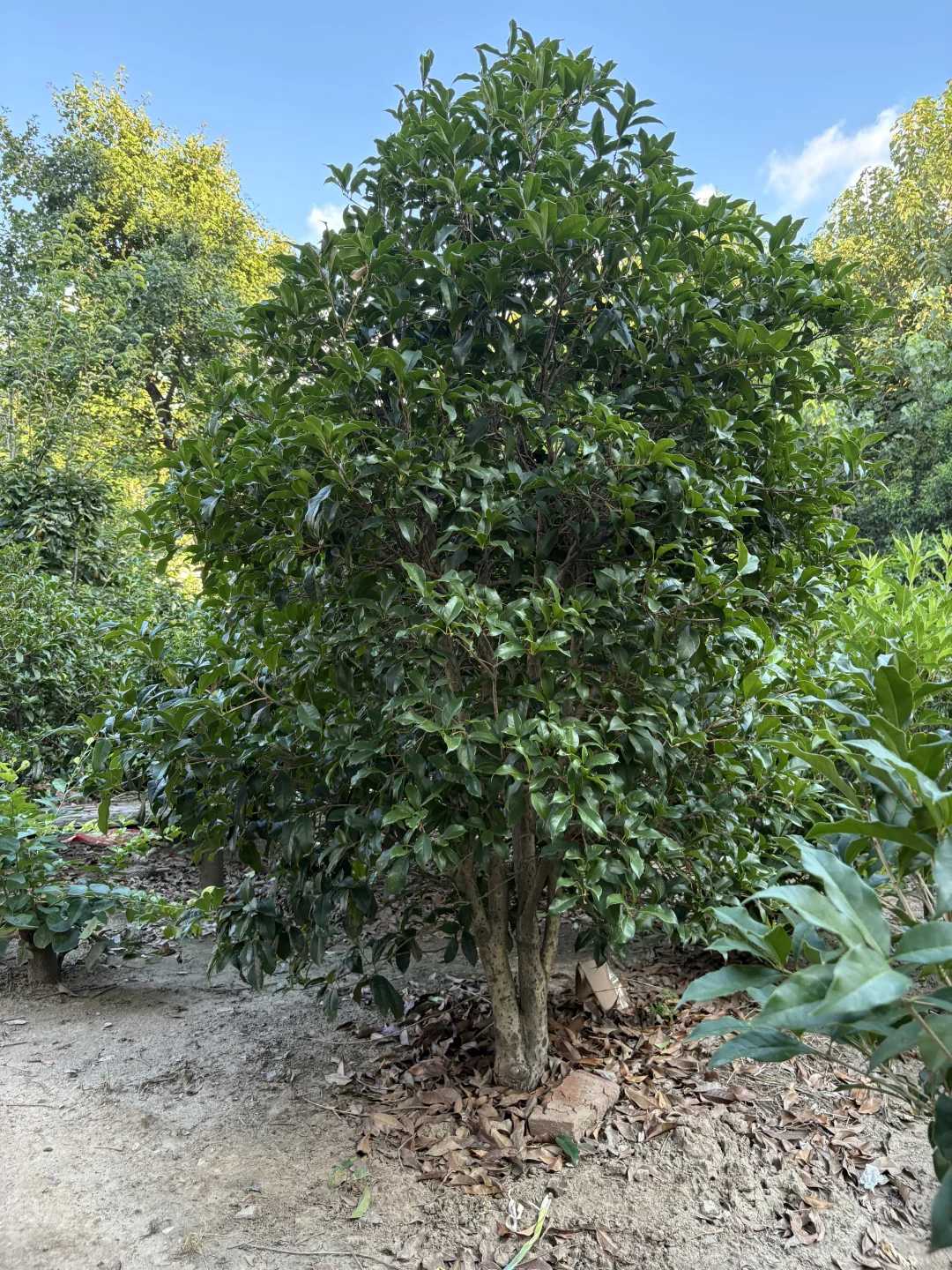 装修花园的正确方式