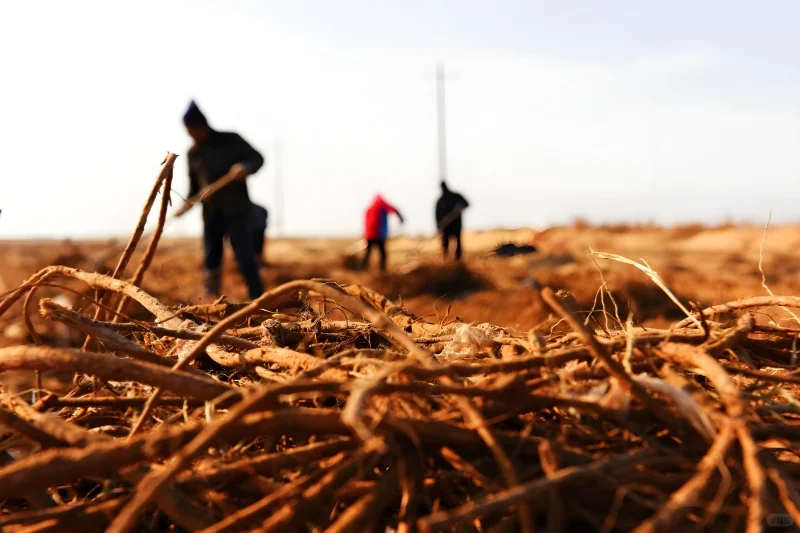 在农村，种植这种植物，一年能挣十多万！