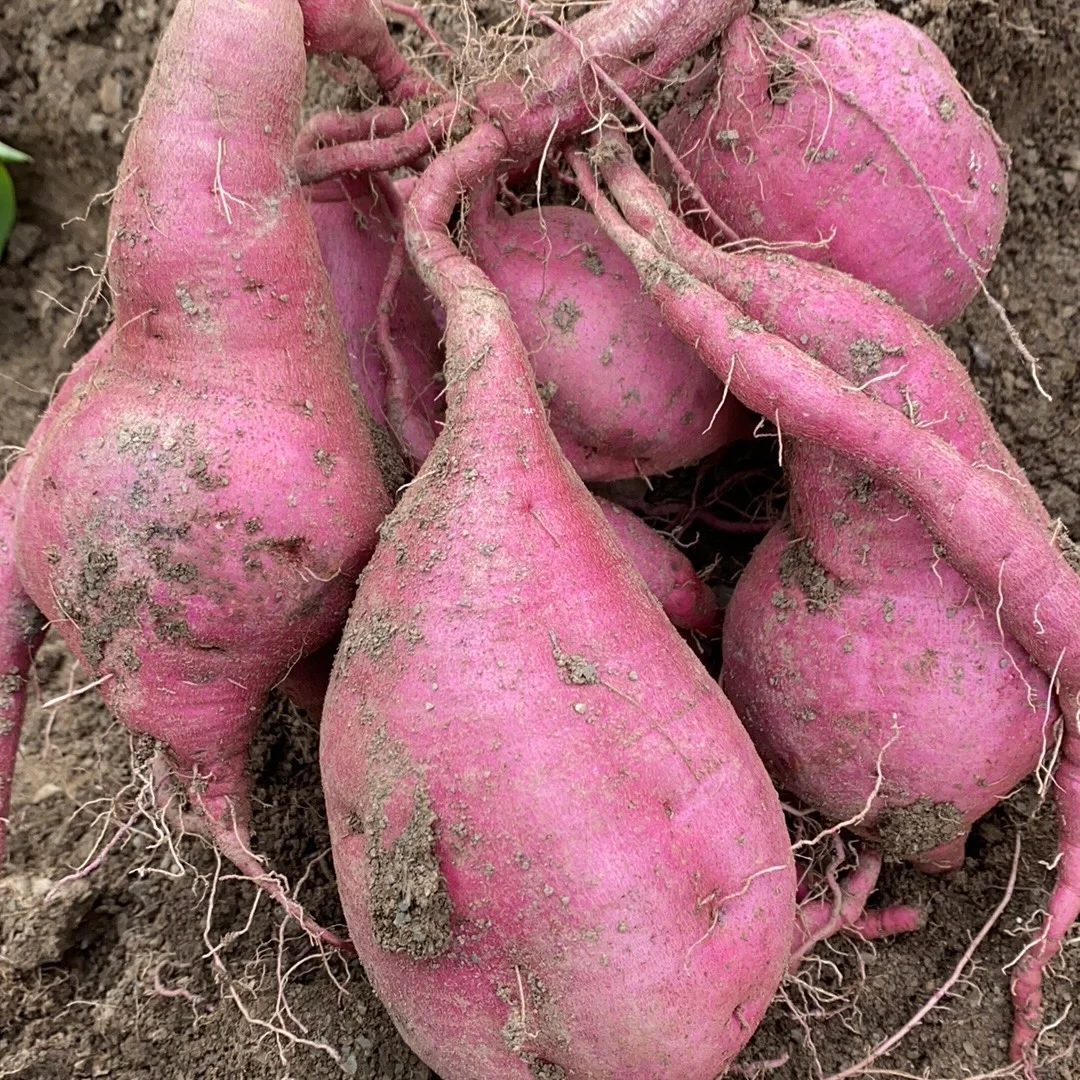 滞销!!两毛五一斤的地瓜