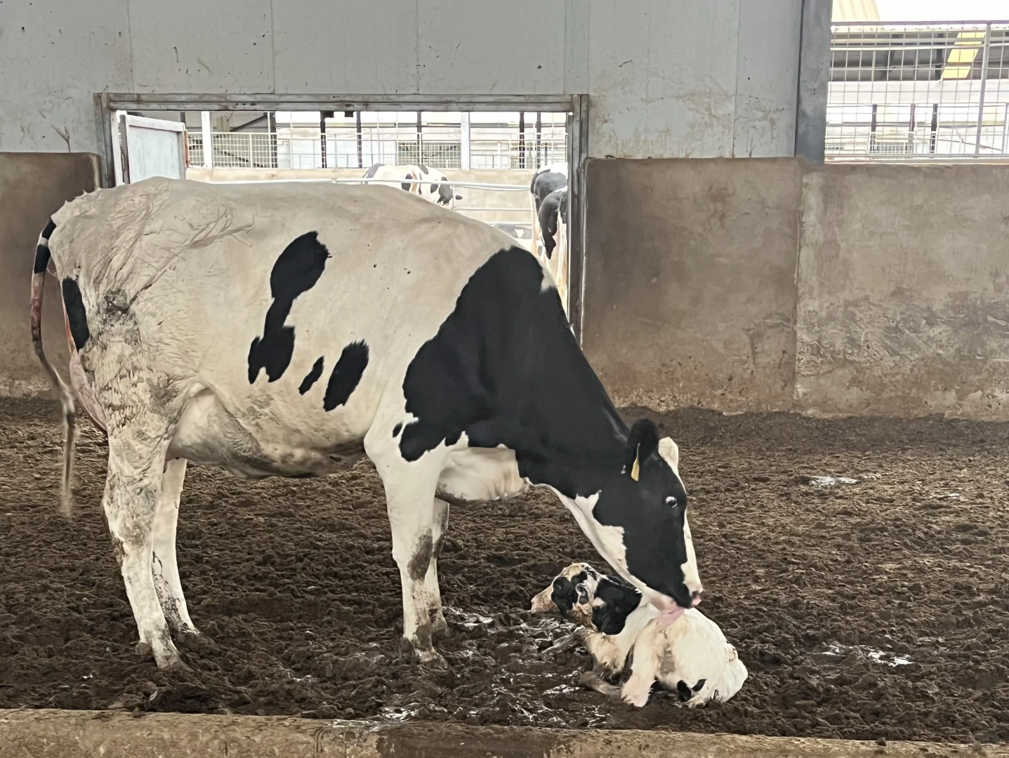 文科毕业生在牧场