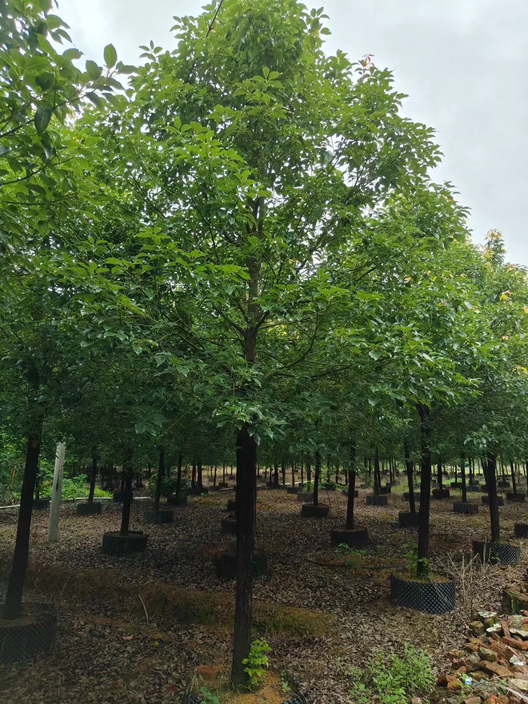 自家种植：1000棵12/13分全冠香樟