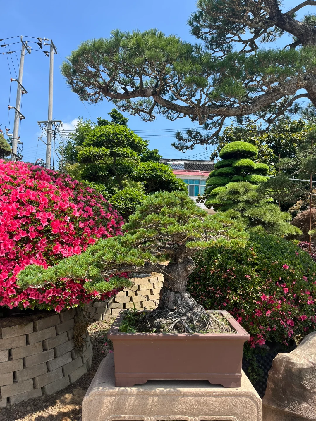 给业主挑树要花费很长时间精力