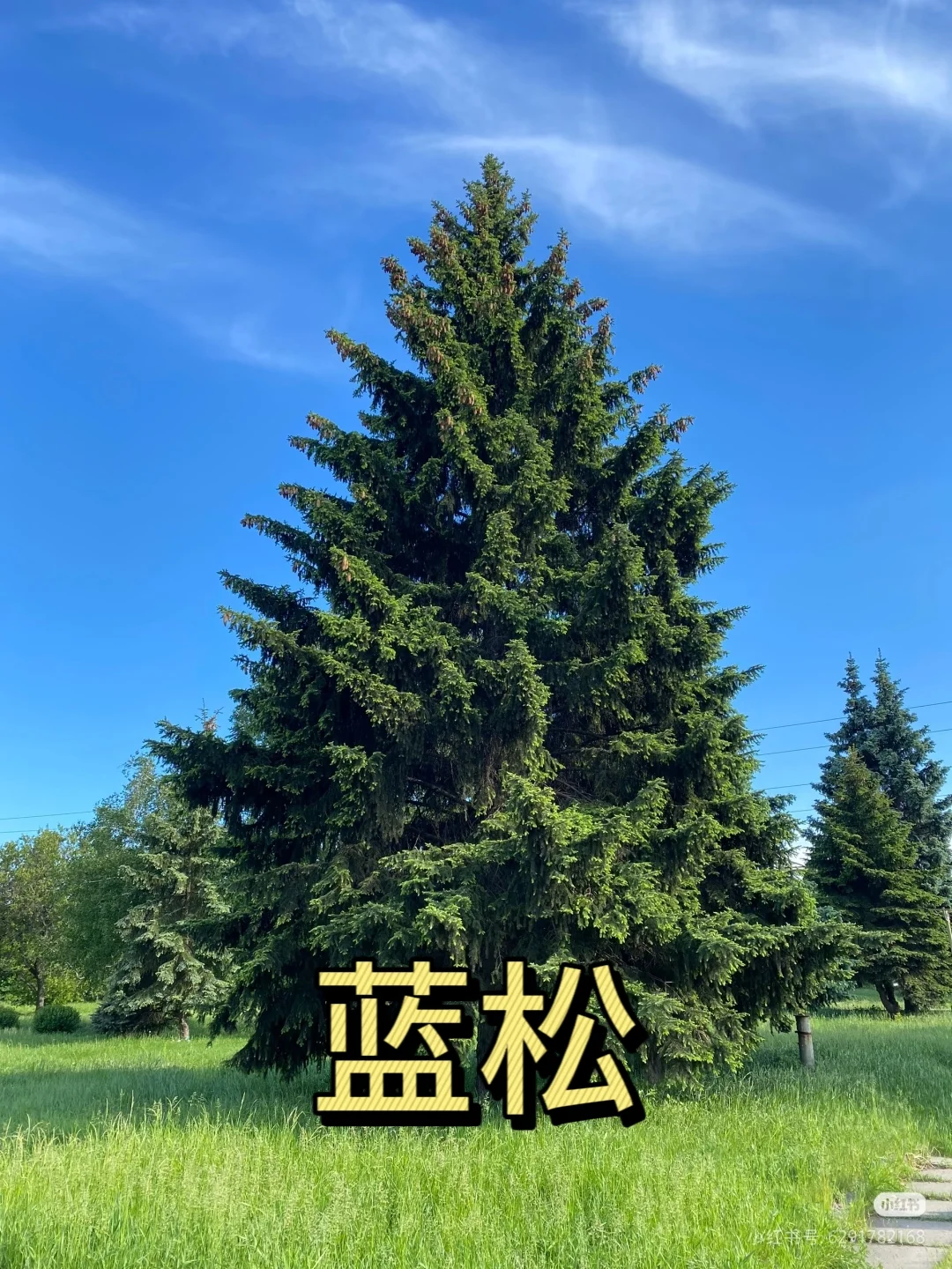 每日认识几种苗木花卉