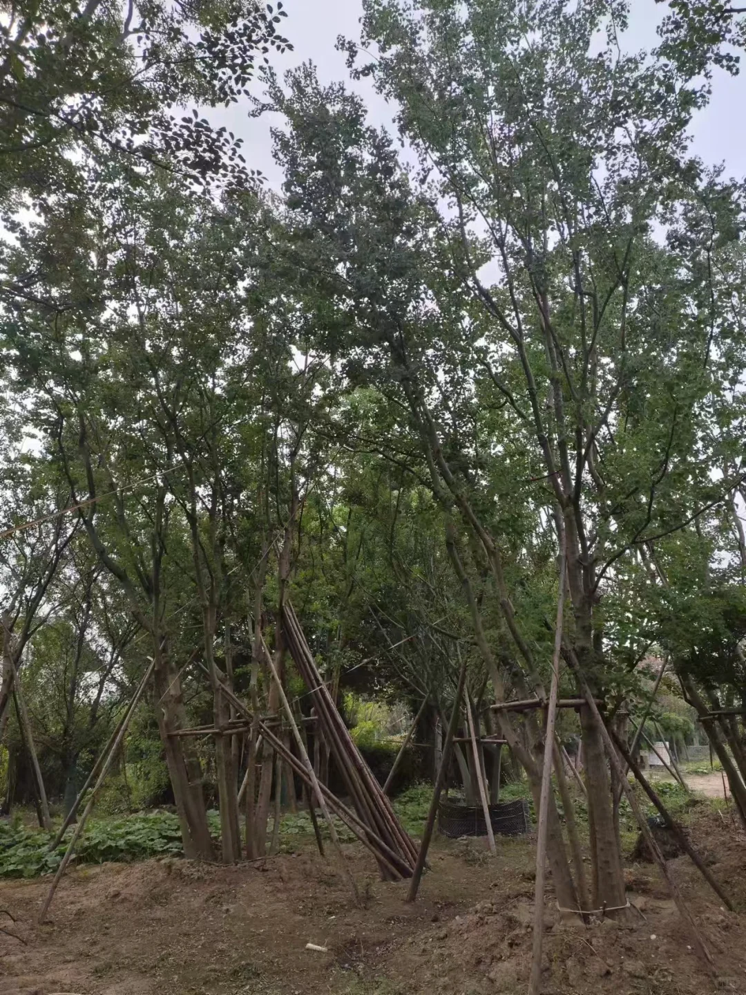 做苗木生意的老板们今年还好吗？