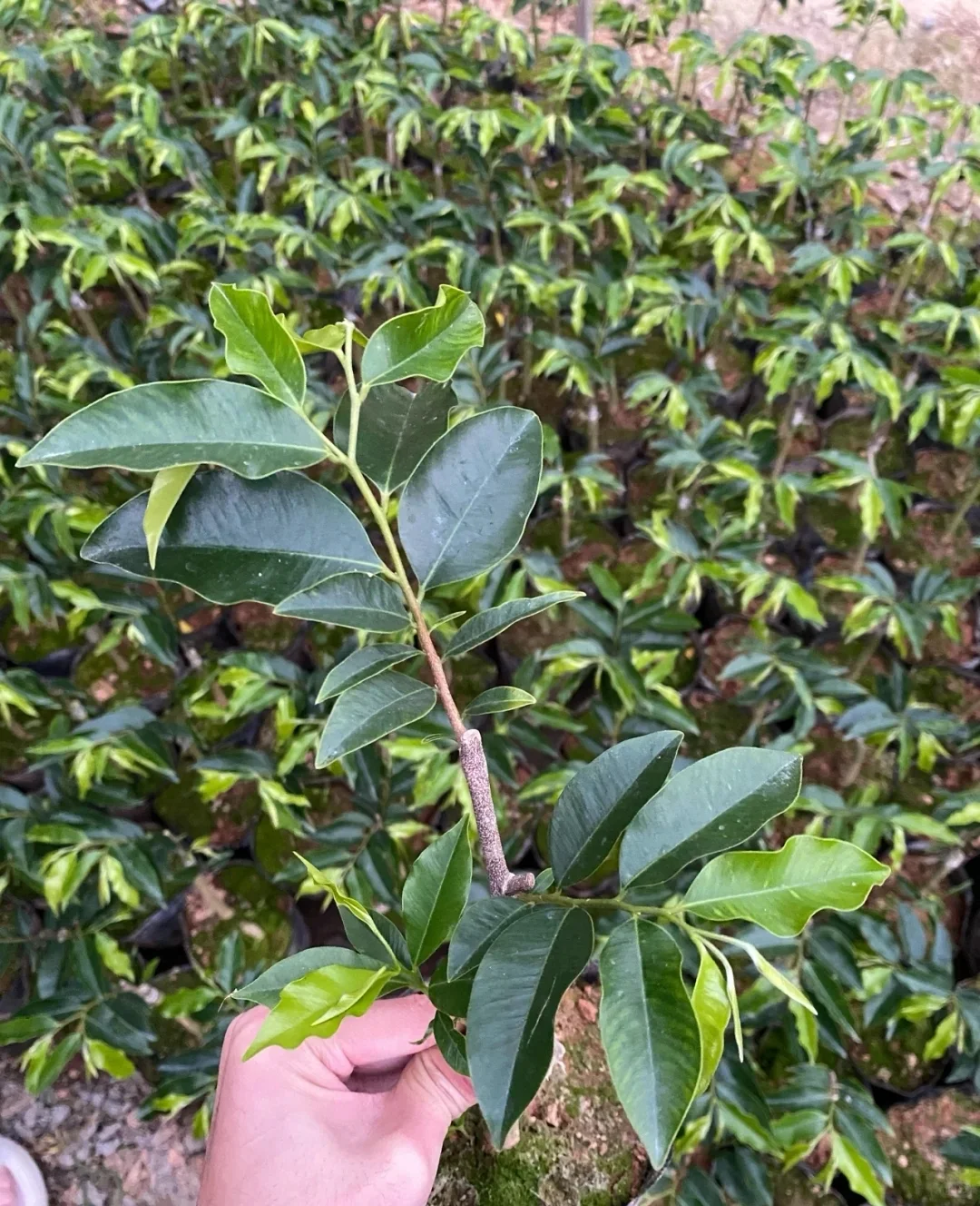 沉香苗木分为一代苗和二代苗吗？