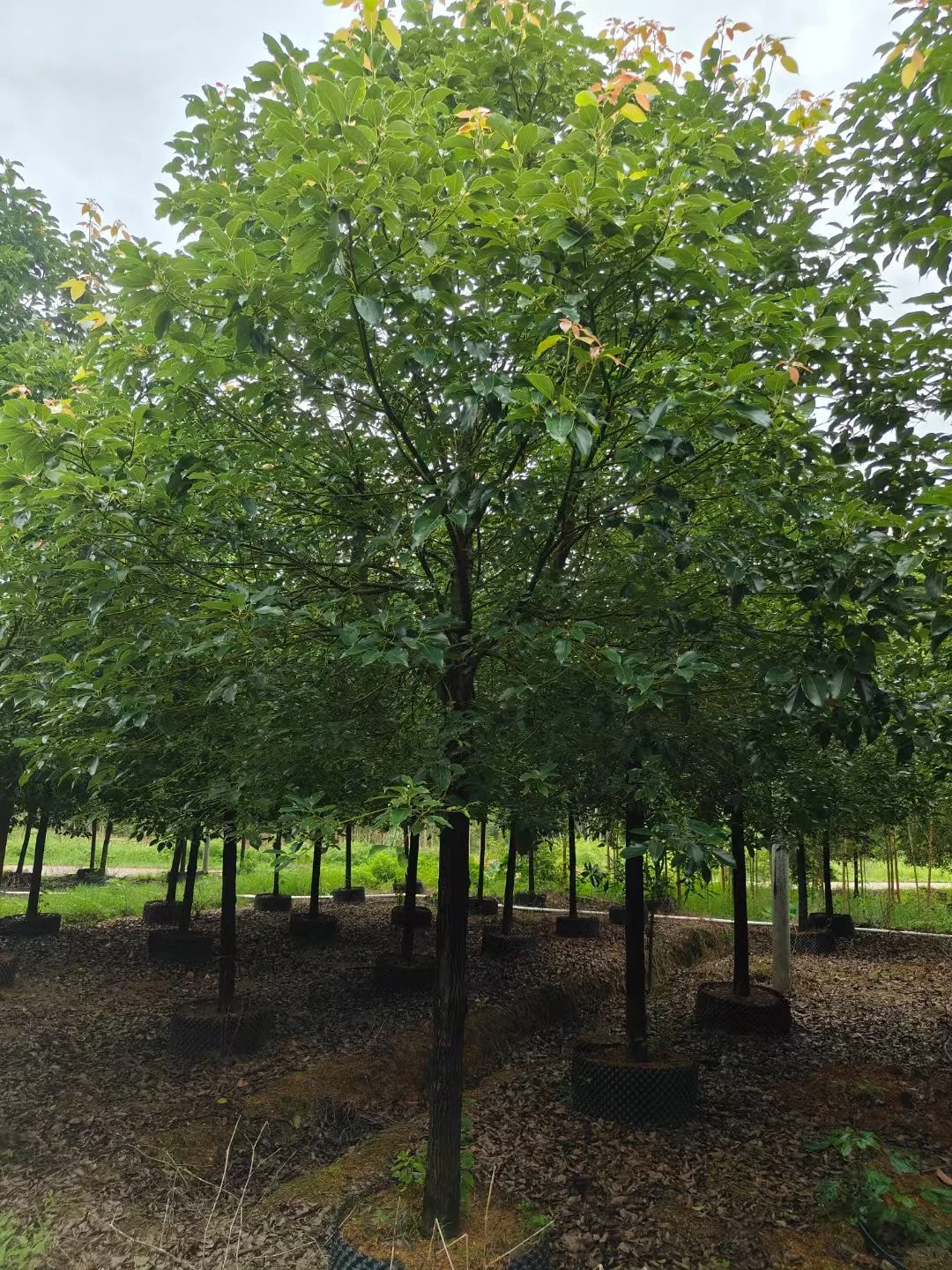 自家种植：1000棵12/13分全冠香樟