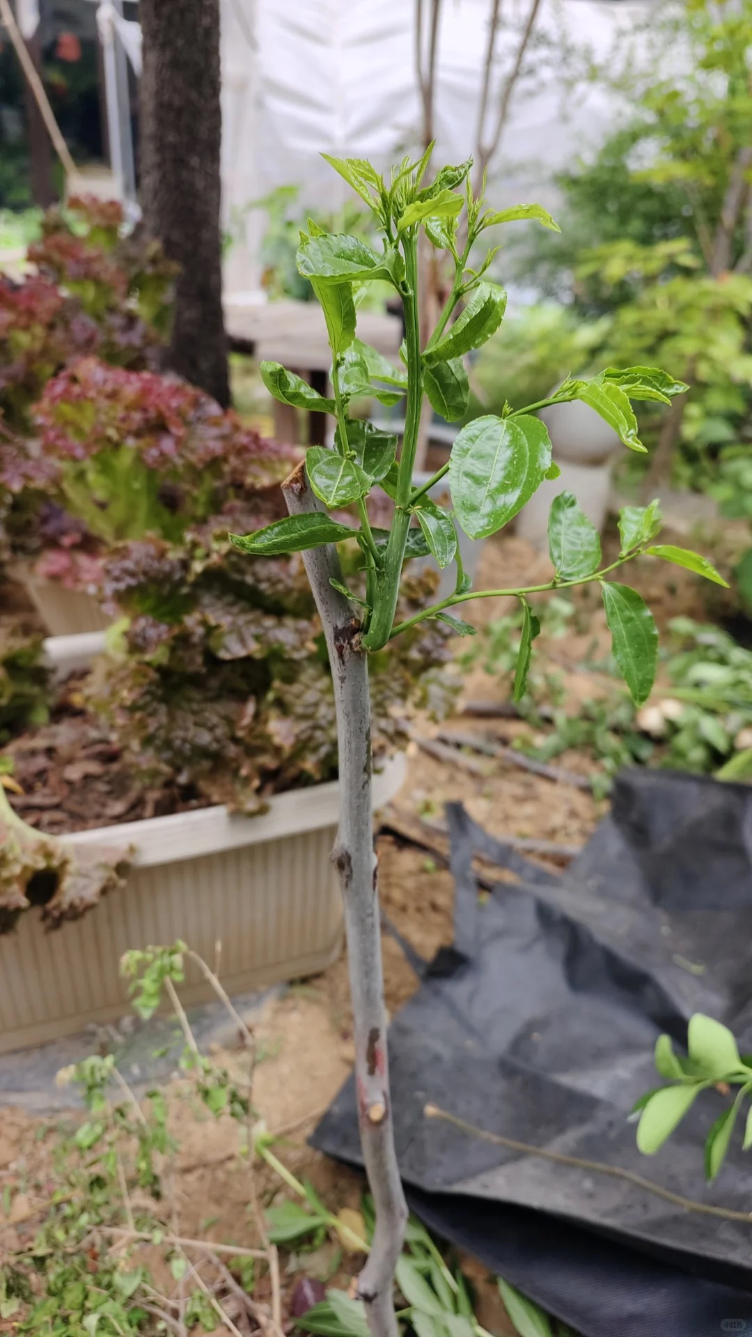 临沂树苗怎么回事