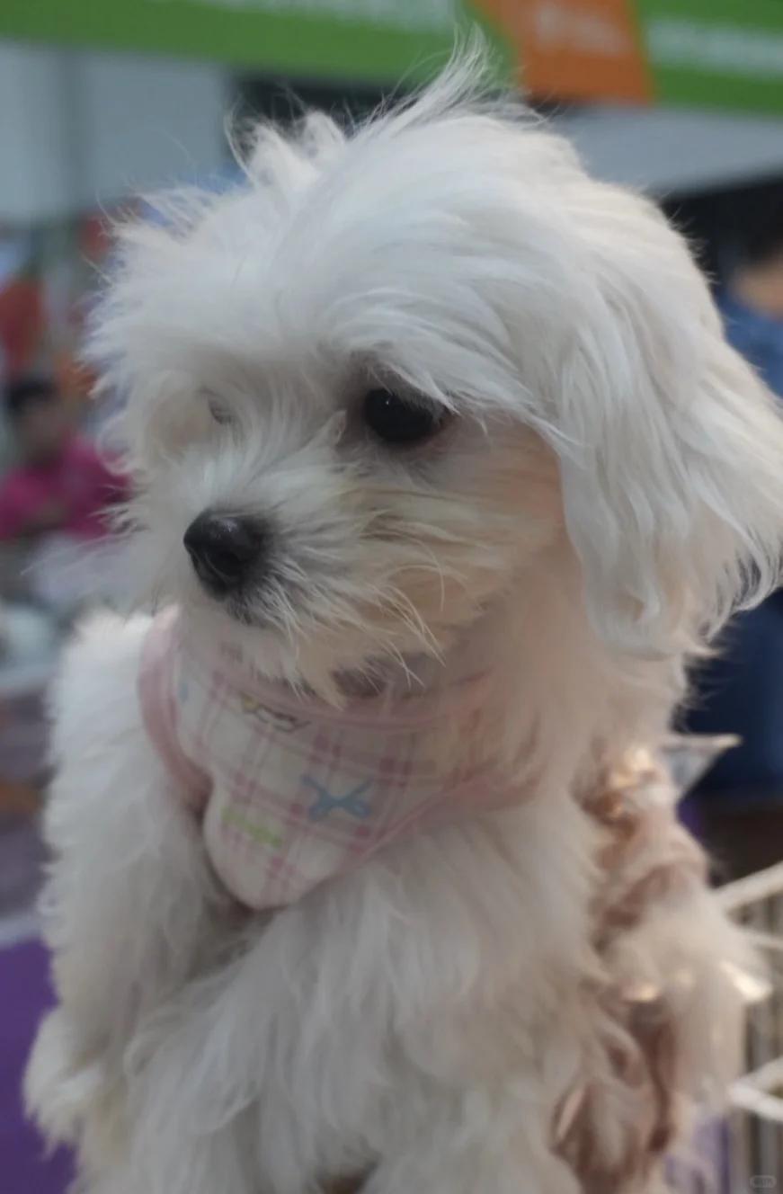 杭州宠物展的一个老哥