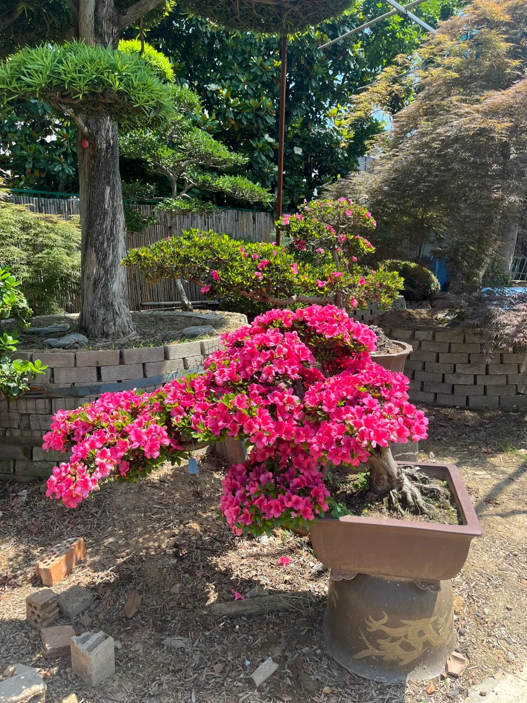 给业主挑树要花费很长时间精力