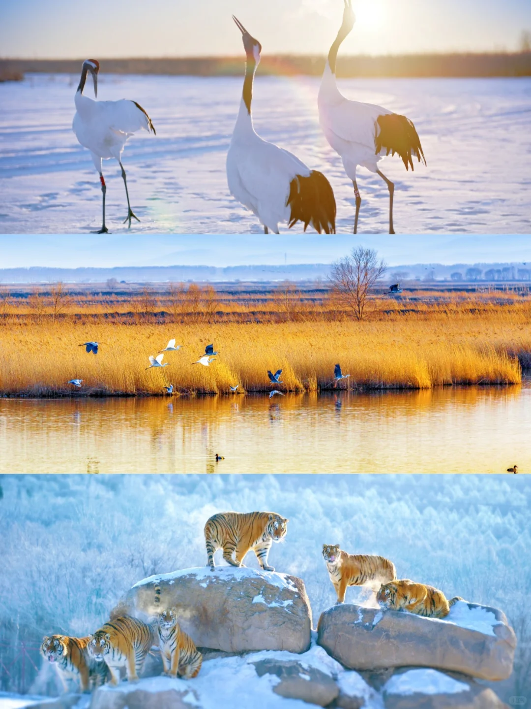 龙江冰雪推介会青岛站！我们来啦