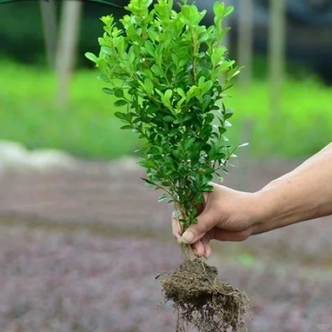 黄杨苗50到60高.