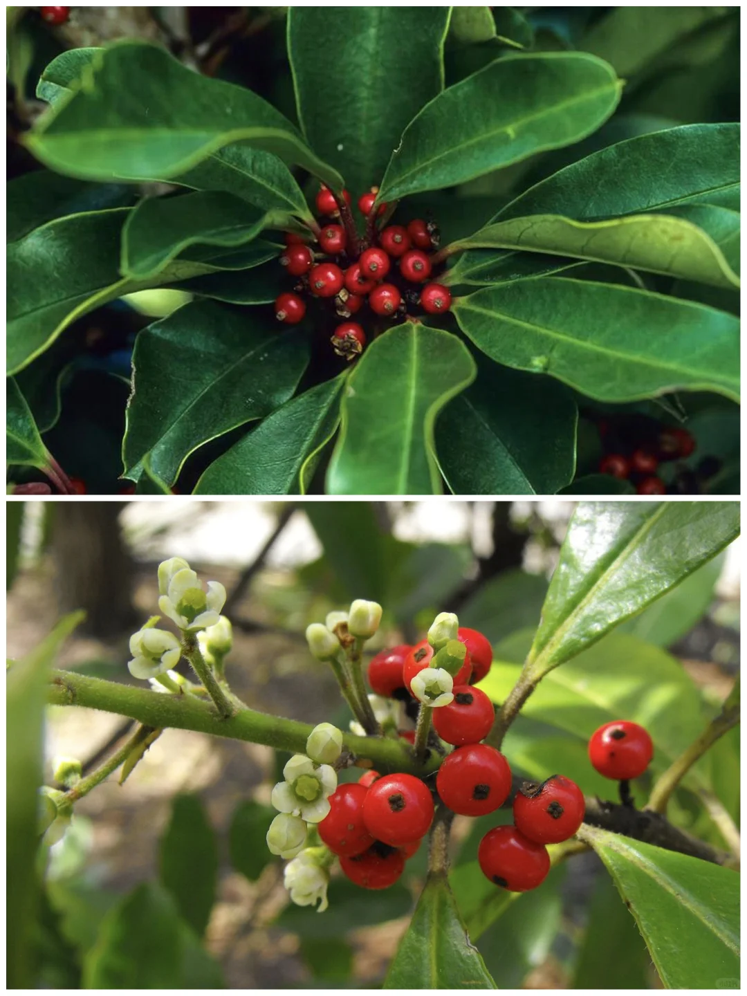 梅西续命的马黛茶,来自这棵冬青!
