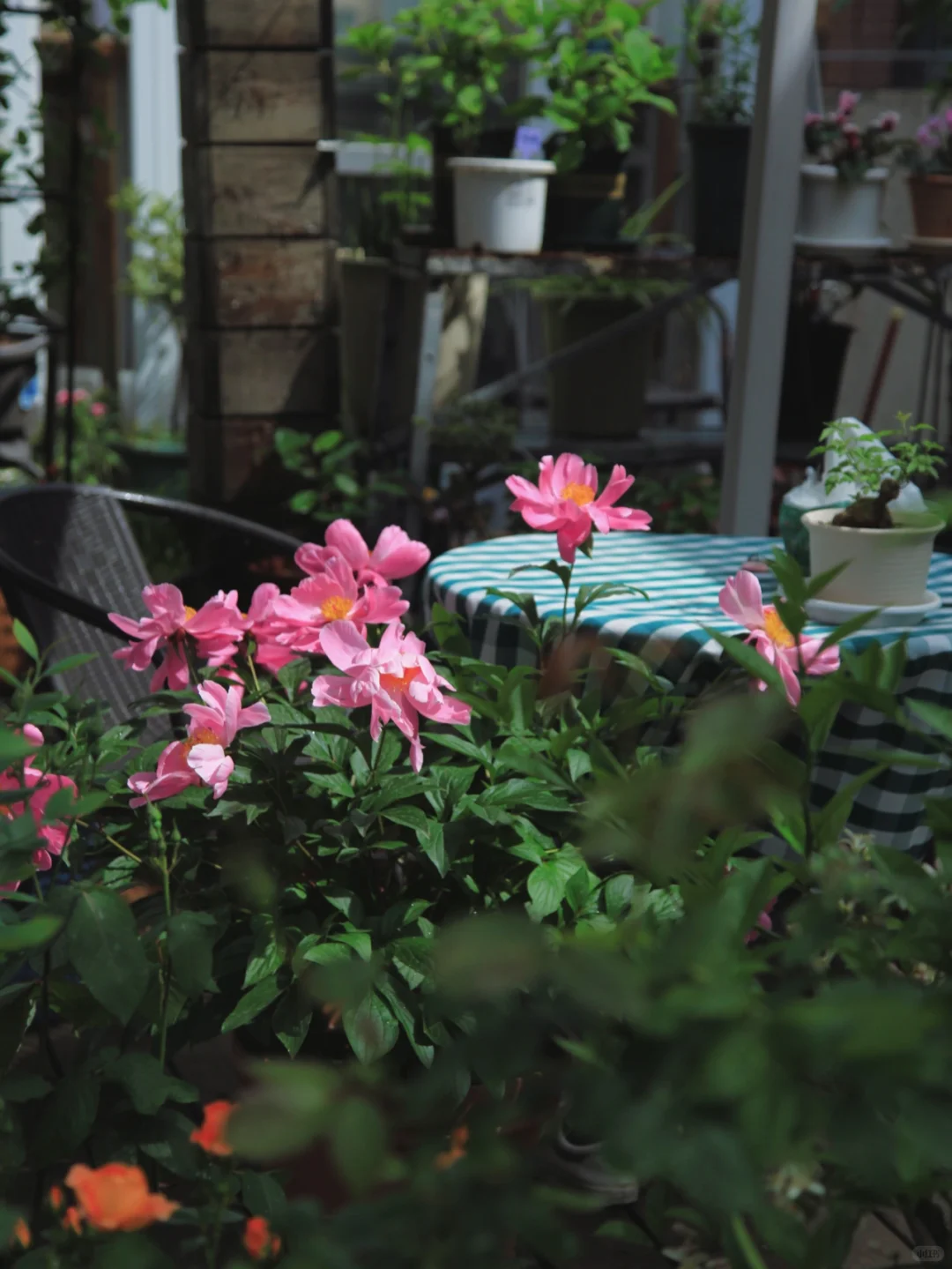 植物续命&解放双手-全自动滴灌系统DIY详解