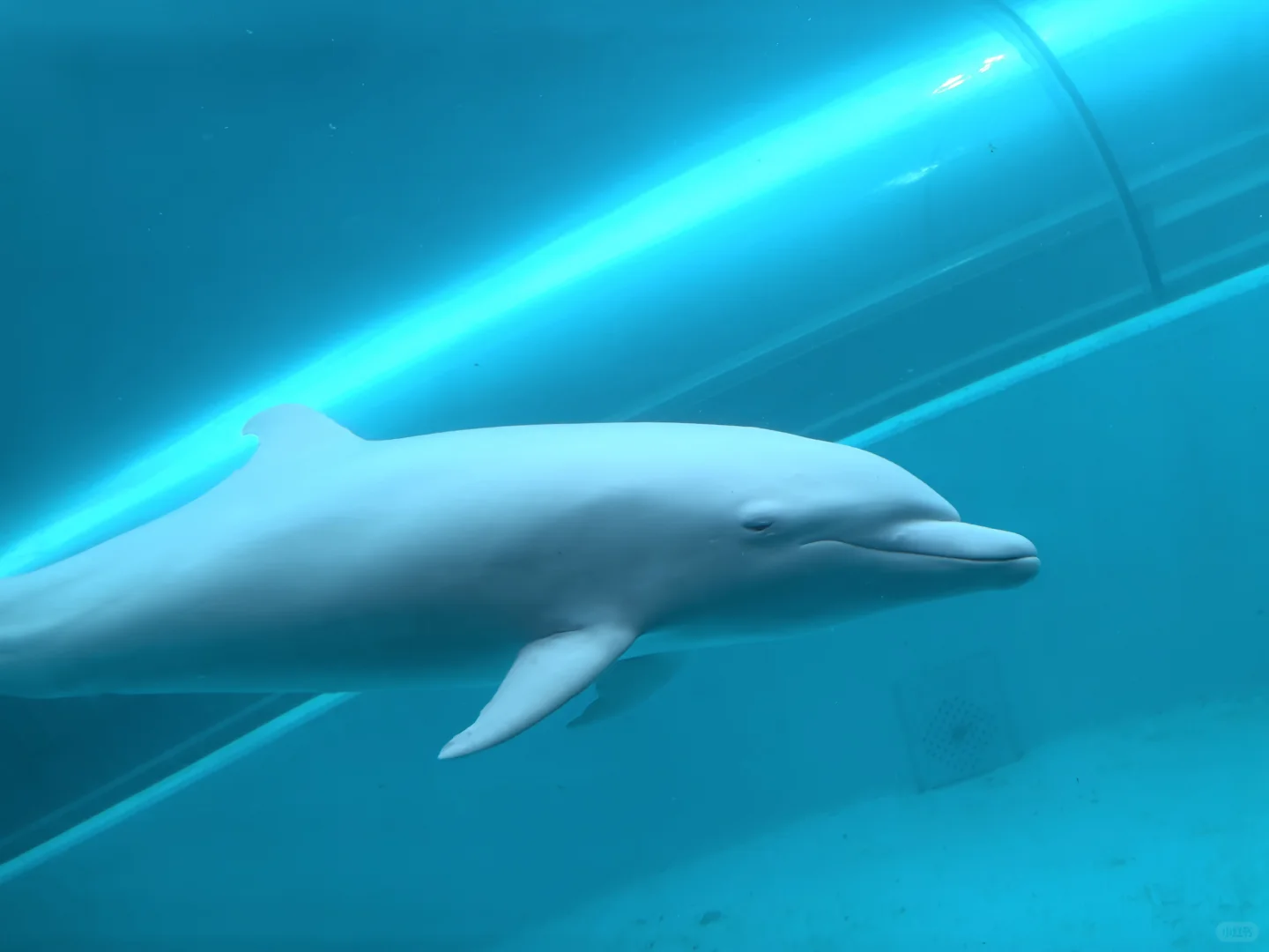 日本关西地区纪伊半岛和歌山太地町，海豚湾