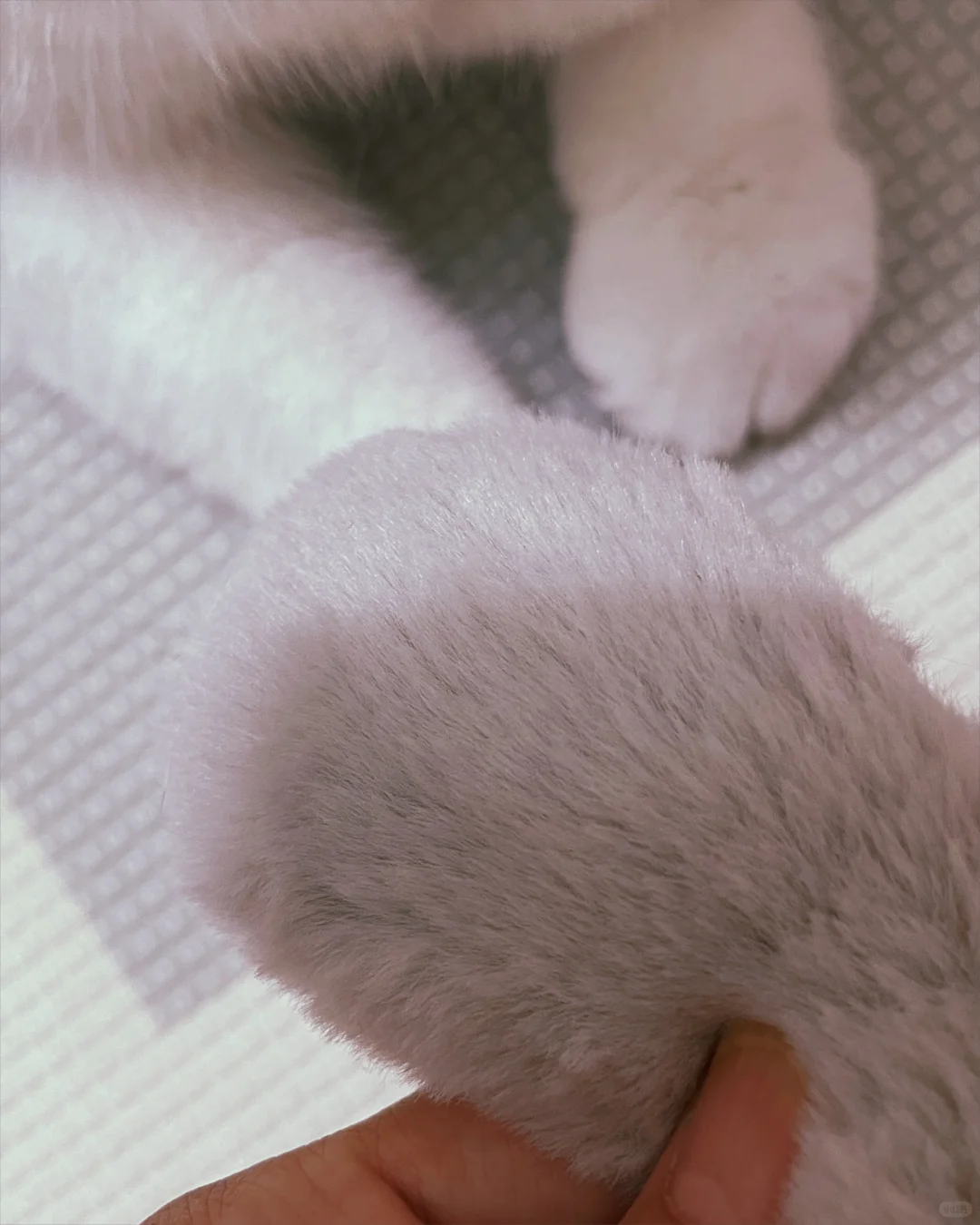 选伽百利还是Jellycat,预算有限?看这里!