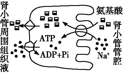 协同转运常见图