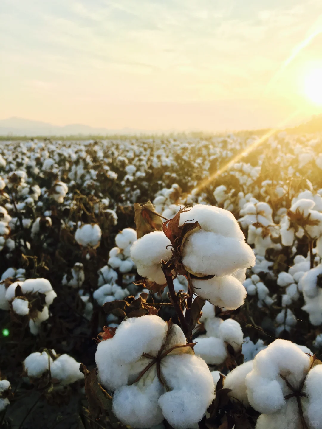 一朵棉花｜跟阿奔学钢笔画｜练习22