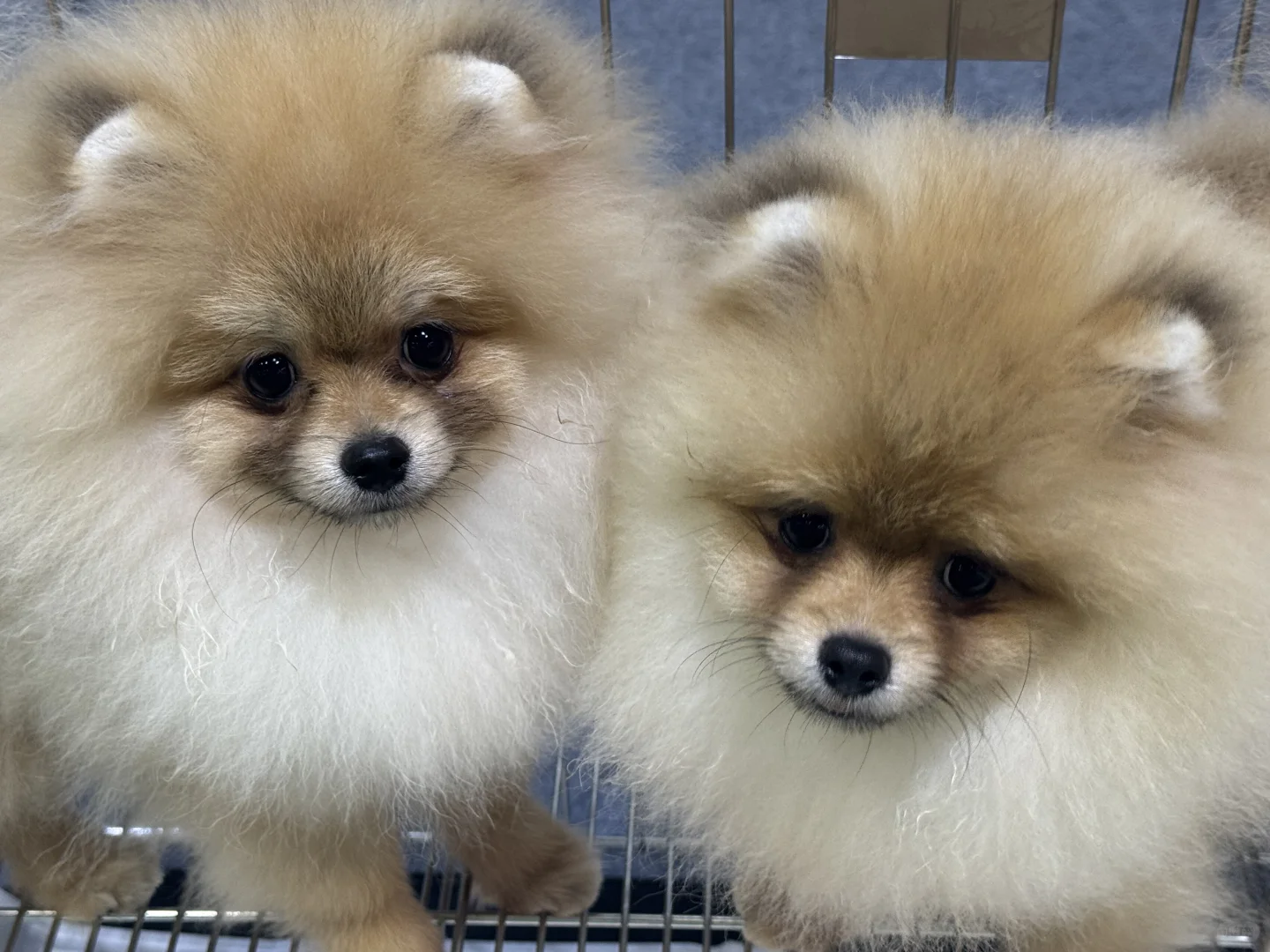 重庆宠物博览会，好多可爱的猫猫狗狗?