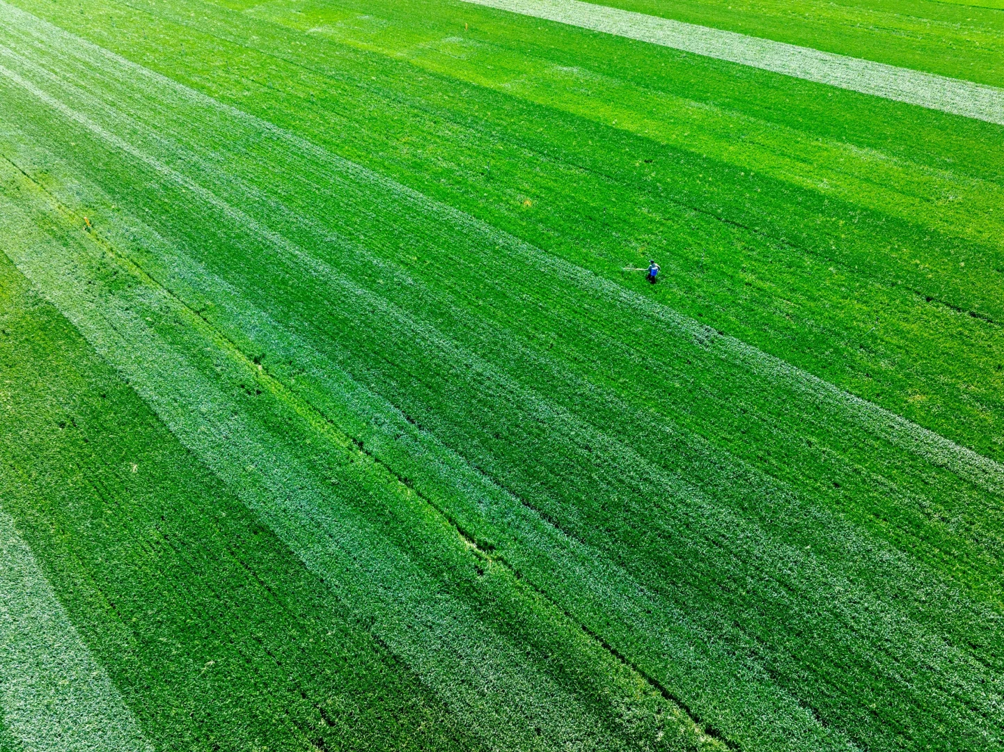 春天的绿色小麦田✅