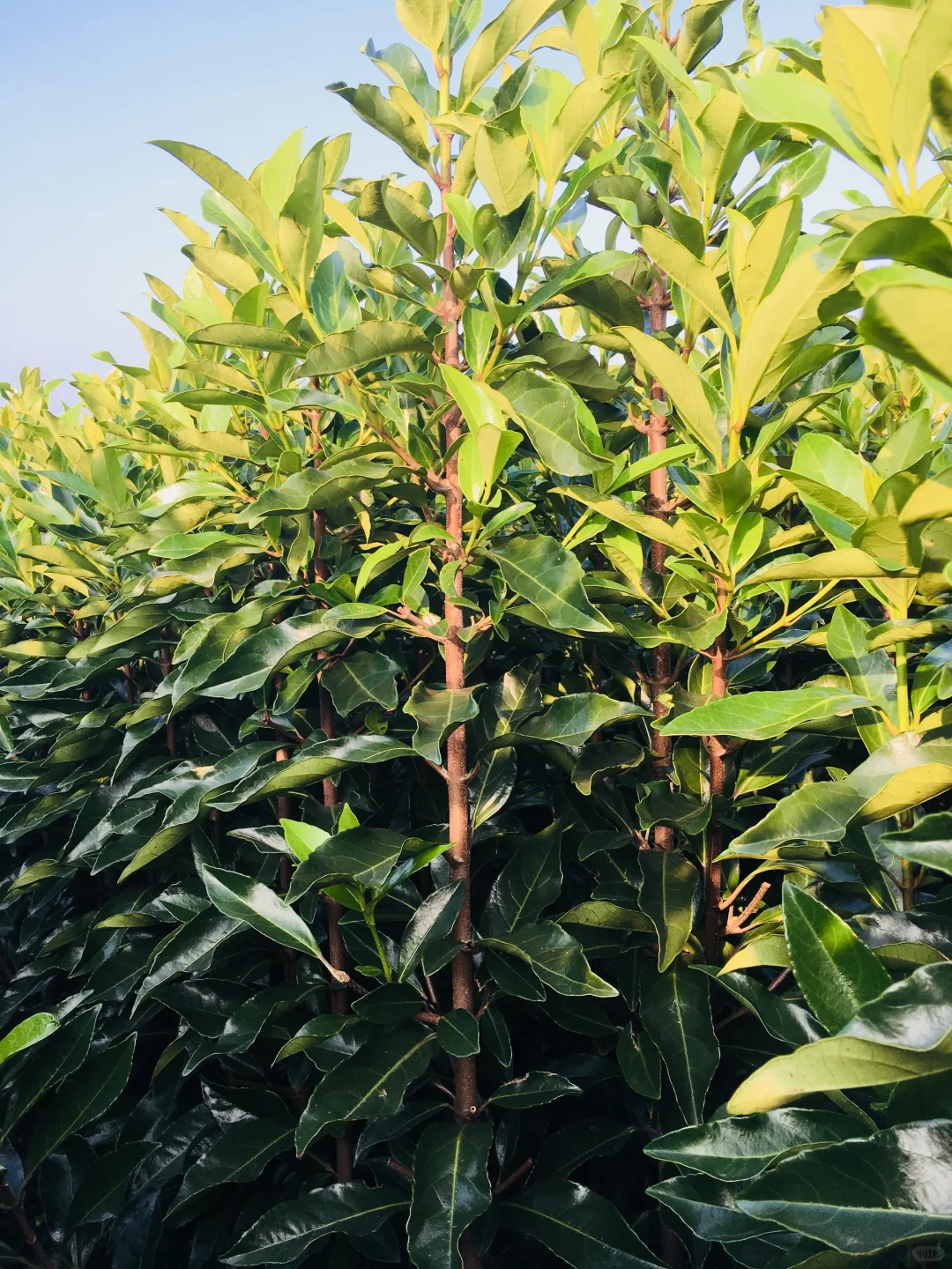 梅西续命的马黛茶,来自这棵冬青!