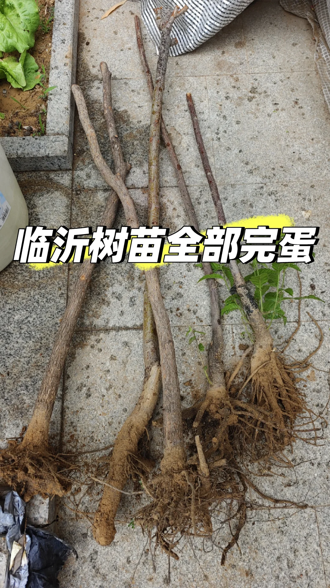 临沂树苗怎么回事
