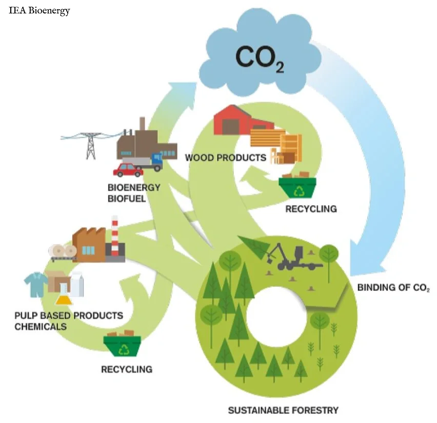 能源｜木质生物质燃料，是“洗绿”吗？