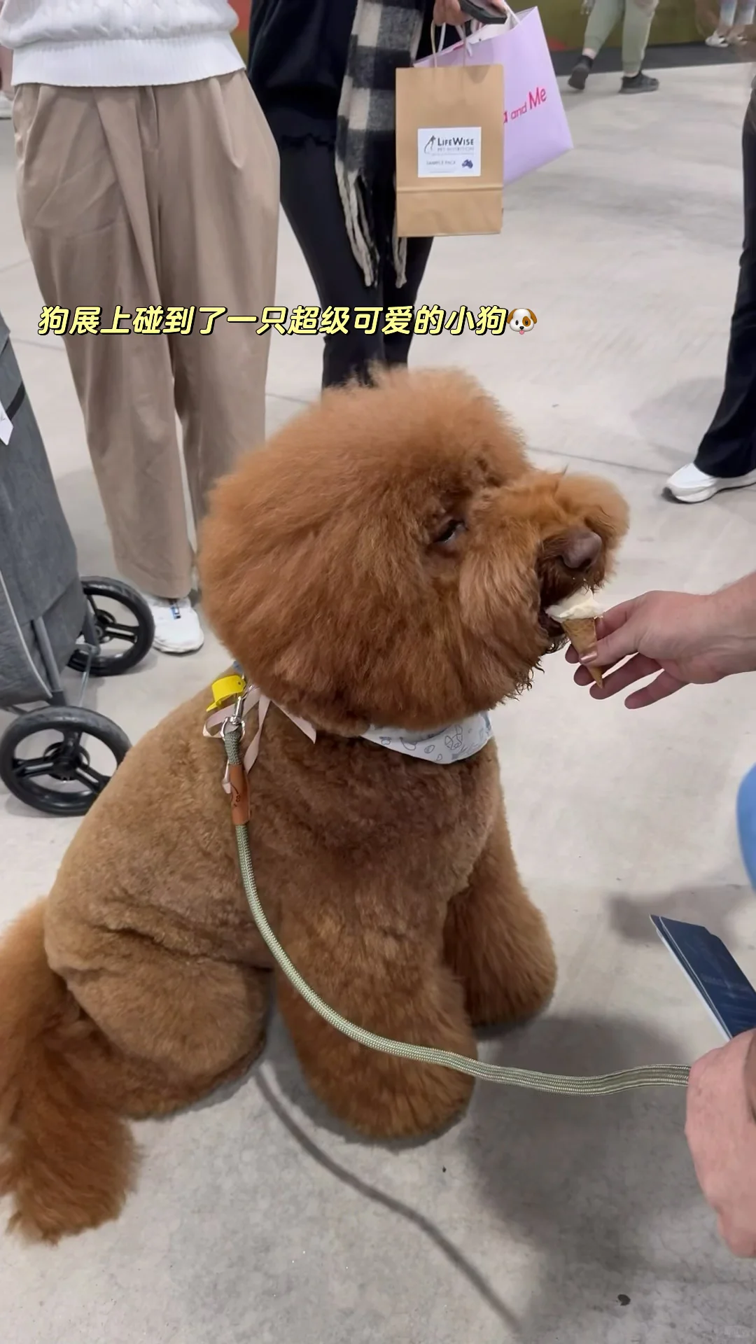 ??38周小孕妇勇闯狗展的一天plog