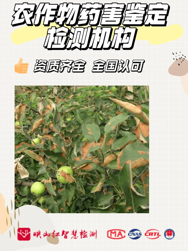 农作物药害鉴定检测,农作物药害鉴检测中心