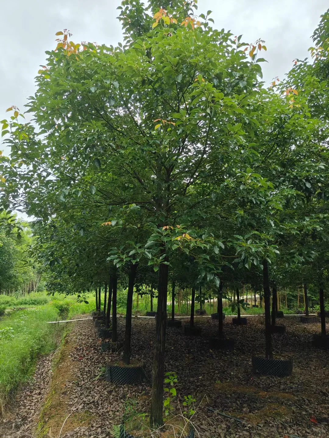 自家种植：1000棵12/13分全冠香樟