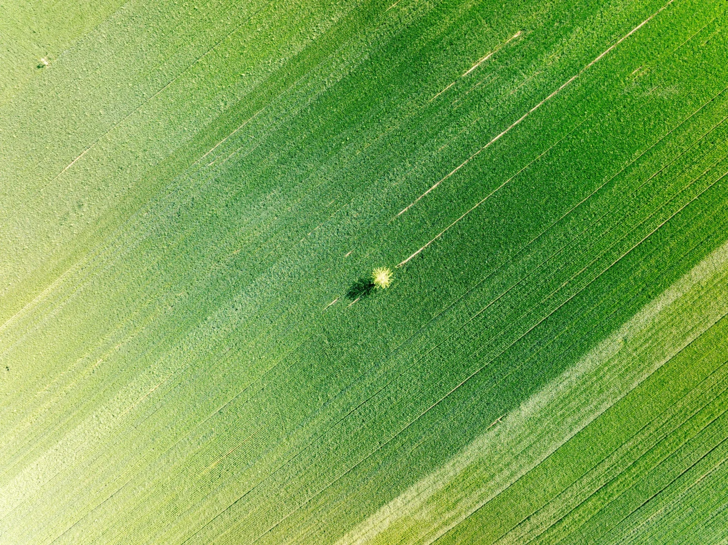 春天的绿色小麦田✅