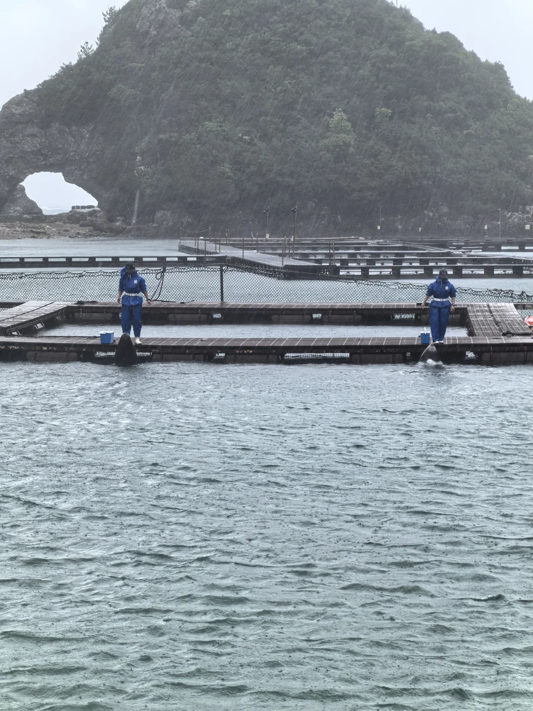 日本关西地区纪伊半岛和歌山太地町，海豚湾