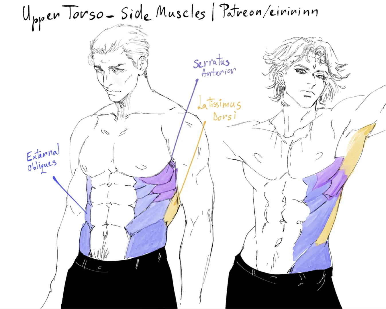 Side abs reference ?侧腹肌群参考