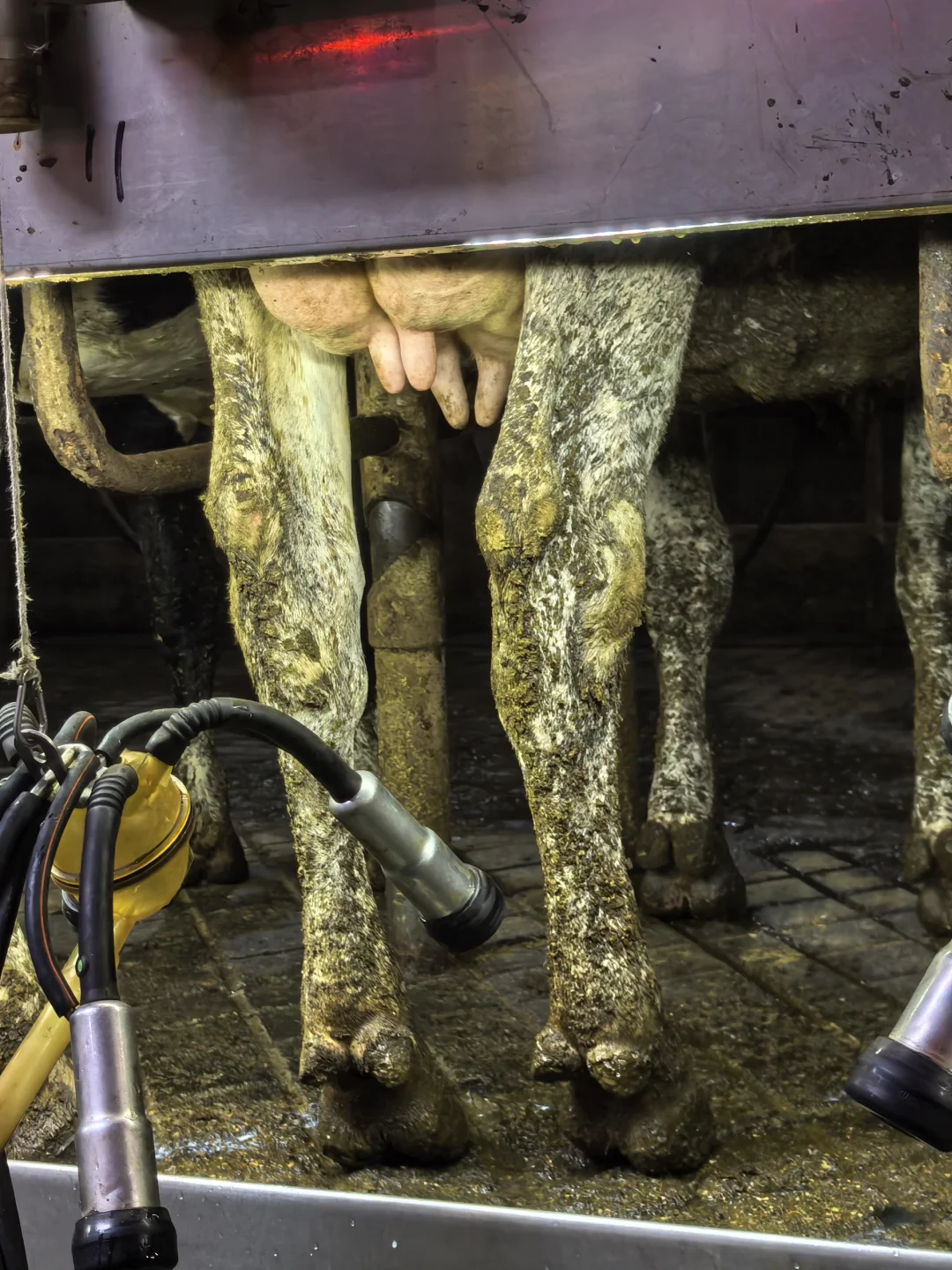 牛马也是喂上?了