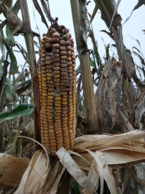 一场秋雨让河南农民赔了个底儿朝天