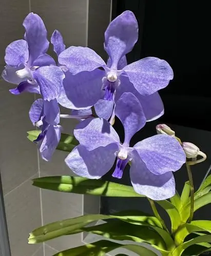 元梦之星农场赏析圣灵8小时经济作物月影兰