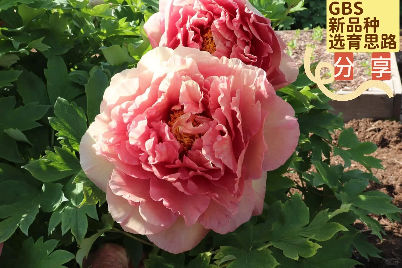 基因组快速育种（GSB）：作物育种的一场革命1