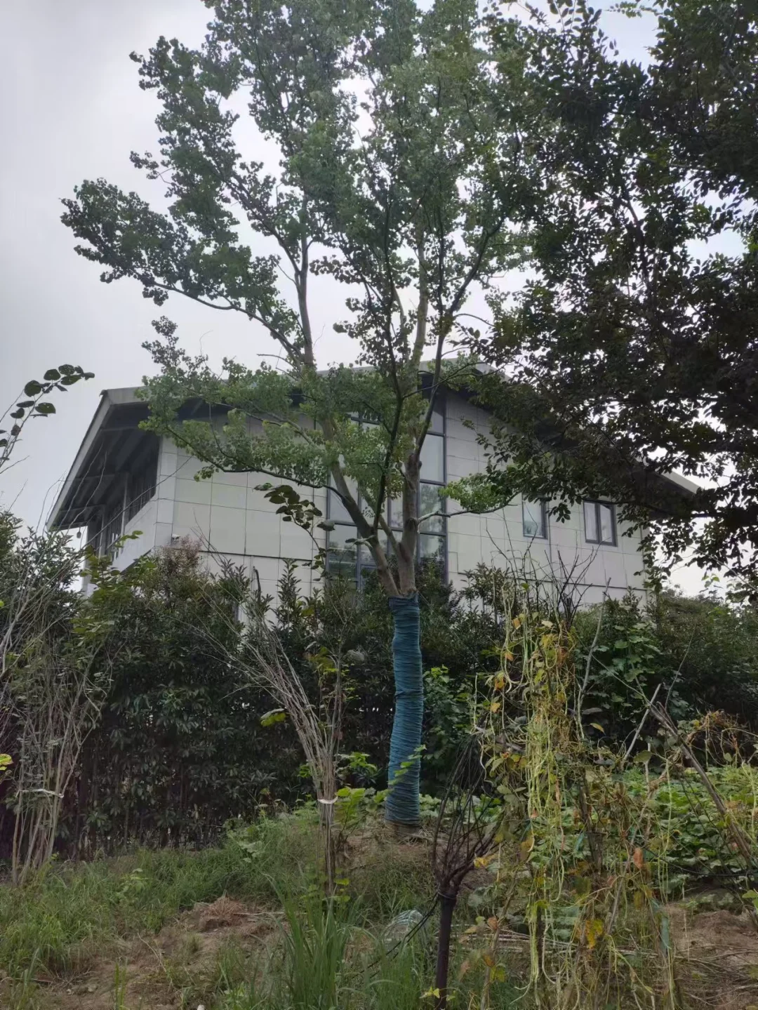 做苗木生意的老板们今年还好吗？