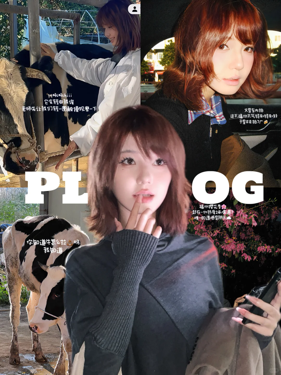 兽医系?牛场实践我会假装自己是个chillguy