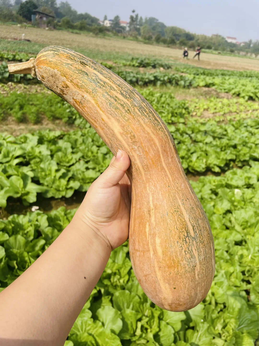 田园风光～好绿意 ?摘不完，根本摘不完