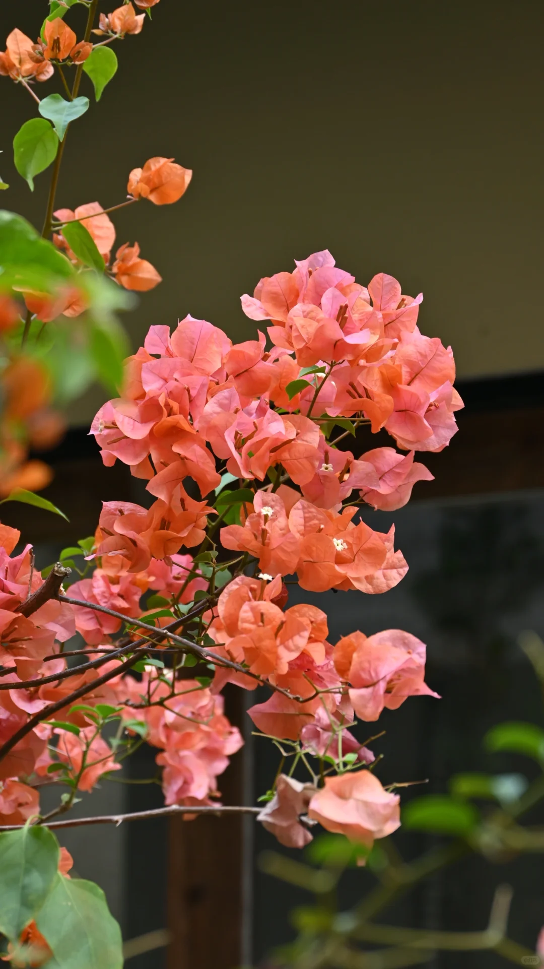 太好了！是尼康