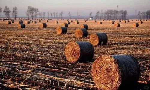 探索生物能源和地热能的潜力
