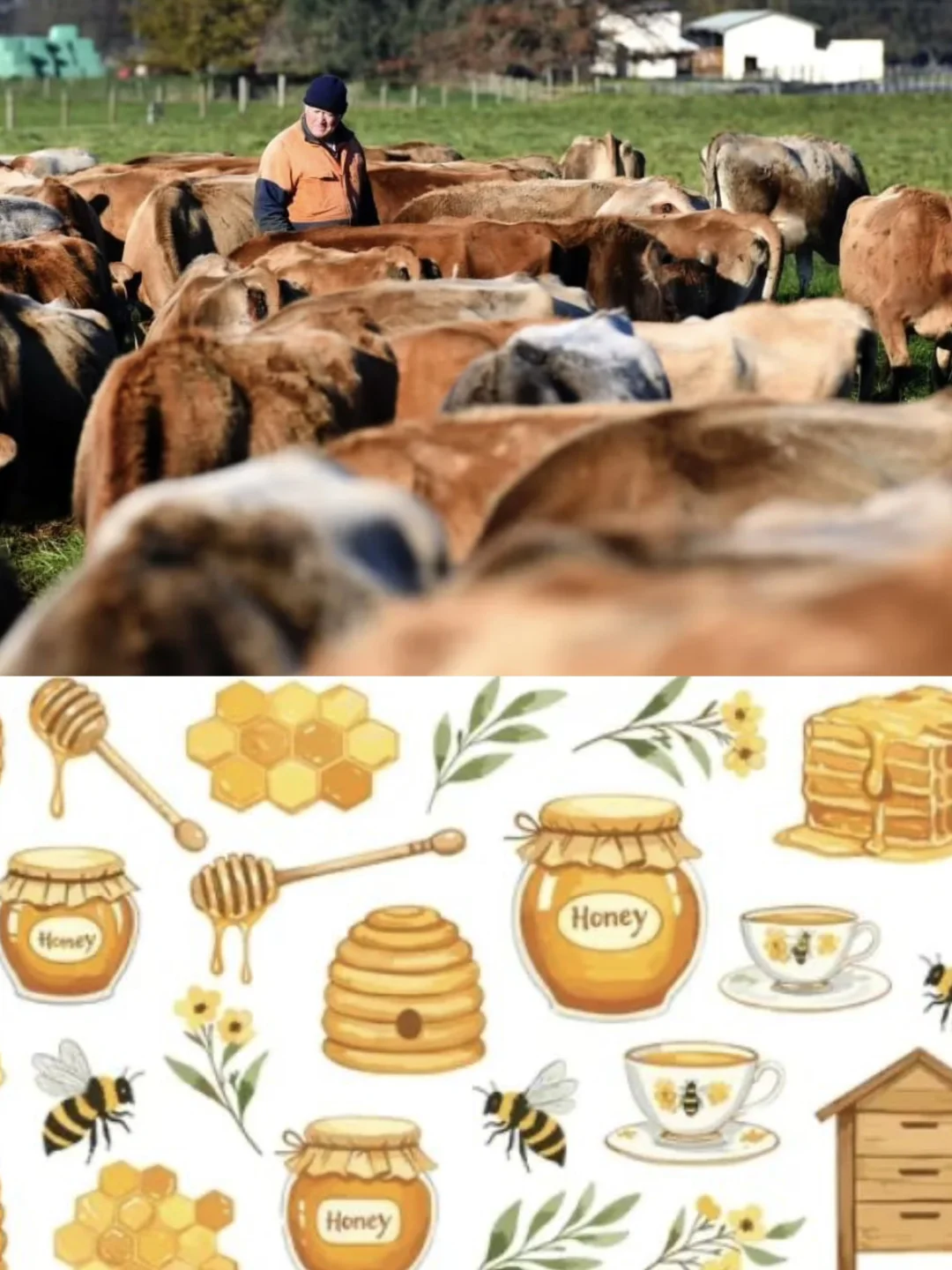 新西兰旅行|NZ入境有新规,一文读懂,速看!