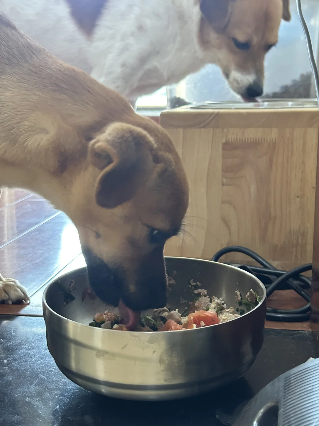 小狗Mars的不锈钢盆