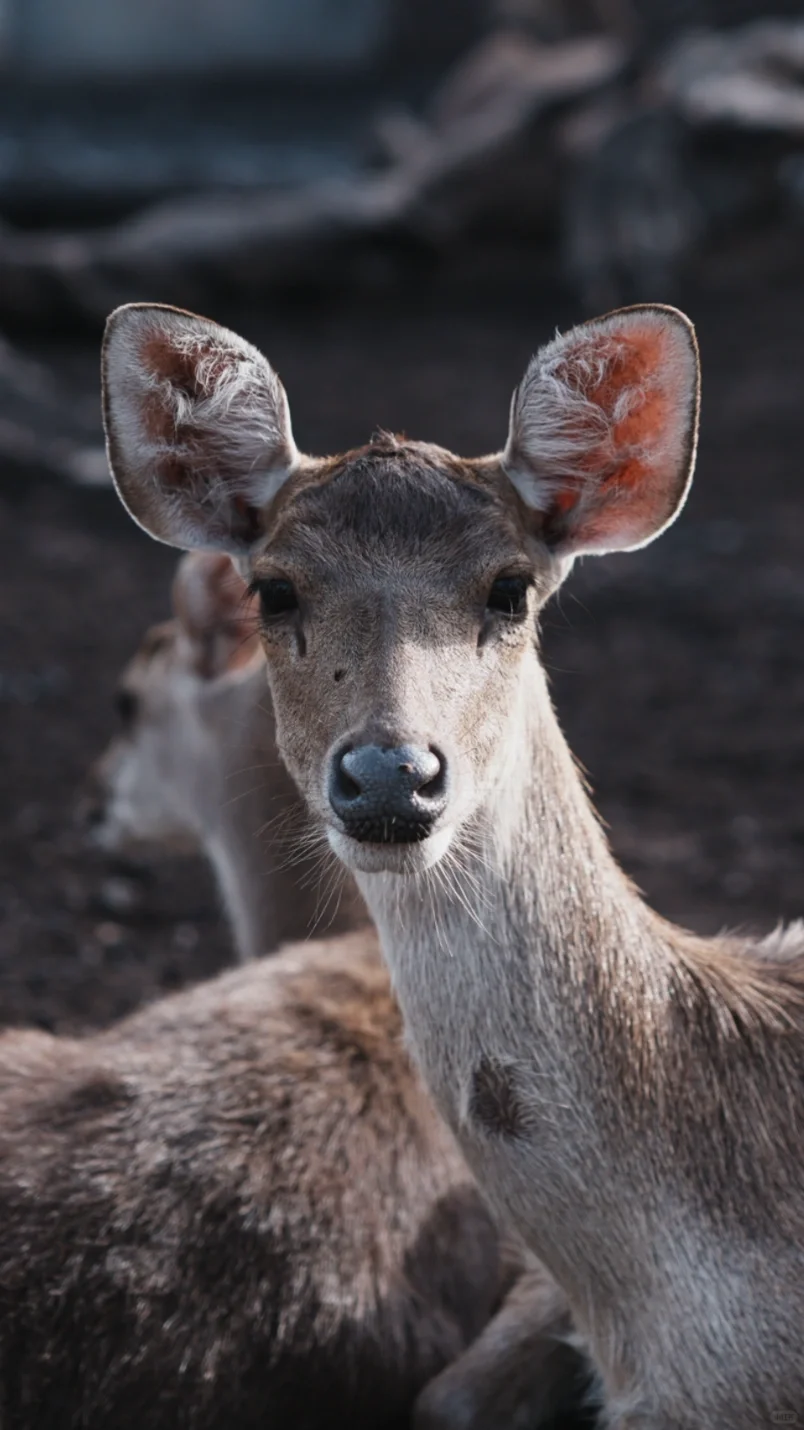 ??人生第一架微单 - Sony a7m4