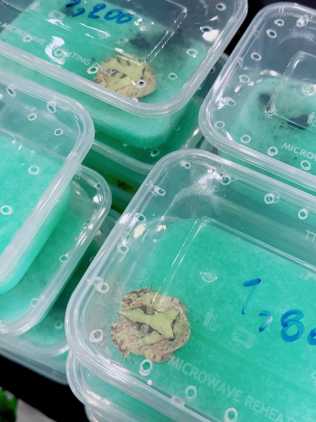 2025清迈宠物展第一天 老板视角带你云逛展