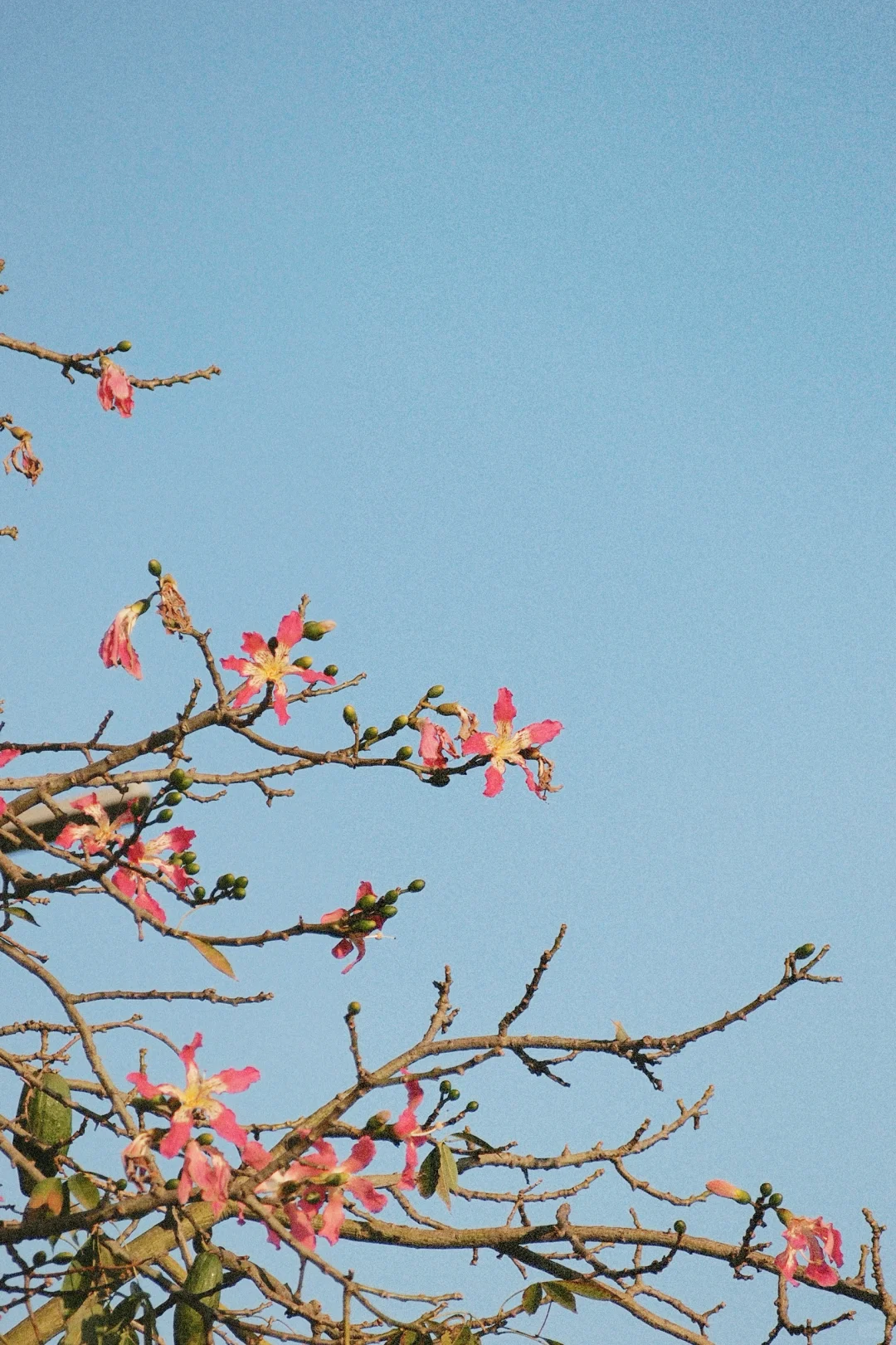 300?捡漏的奥林巴斯，出片颜色超好看