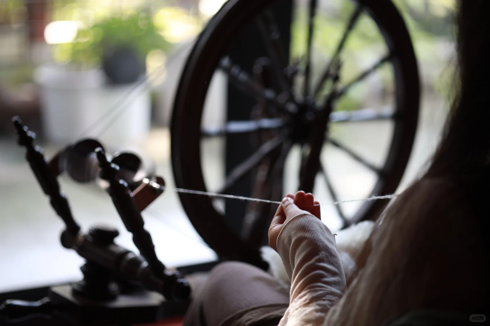 今日纺国产绵羊毛～