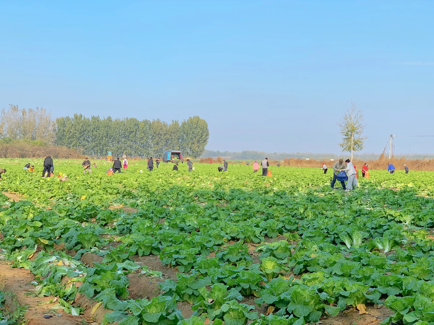 大兴免费捡白菜?位置在最后一张图片?